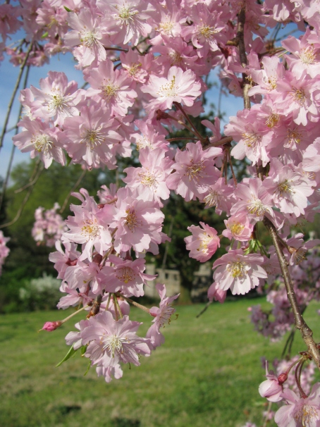 Weeping Higan Blossom near Maymont Italian Garden 