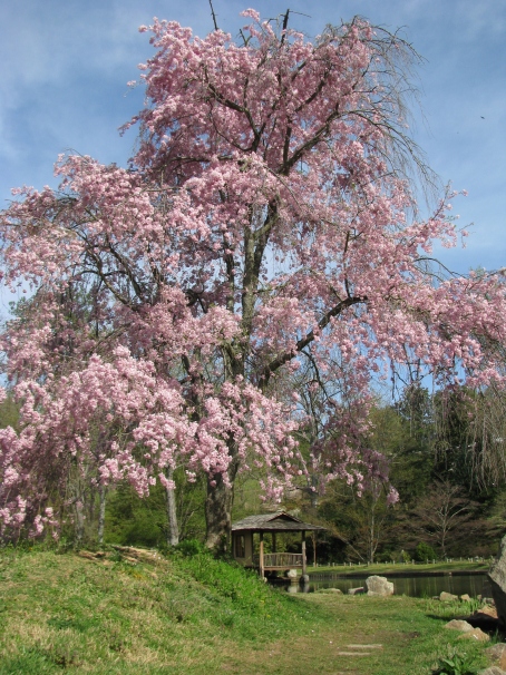 Weeping Higan Cherry in Maymont Japanese Garden 