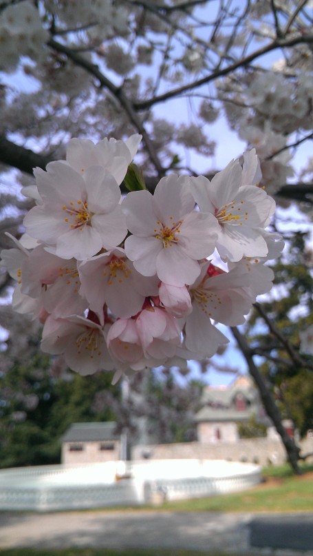 Yoshino Blossoms near the Maymont Stone Barn 