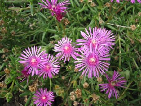 Asters 027